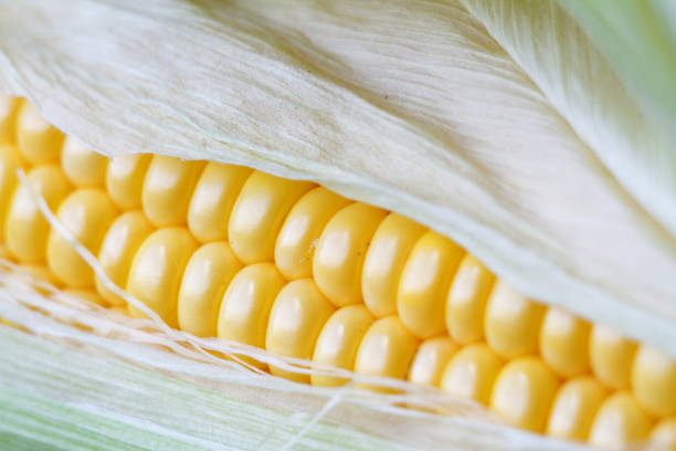 istock Extremely close-up autumn corn on a wooden thanksgiving table, white brick backdrop, selective focus 1175979553