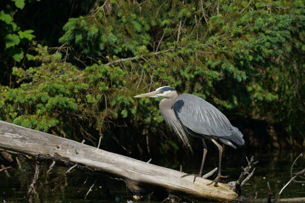 istock North american great blue heron 1175980264