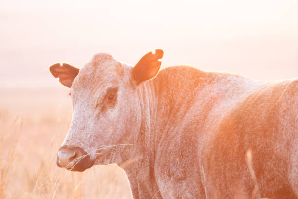 Nguni Cattle Images of Nguni cattle at sunset nguni cattle stock pictures, royalty-free photos & images