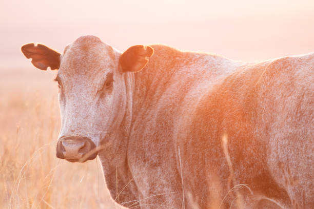 Nguni Cattle Images of Nguni cattle at sunset nguni cattle stock pictures, royalty-free photos & images