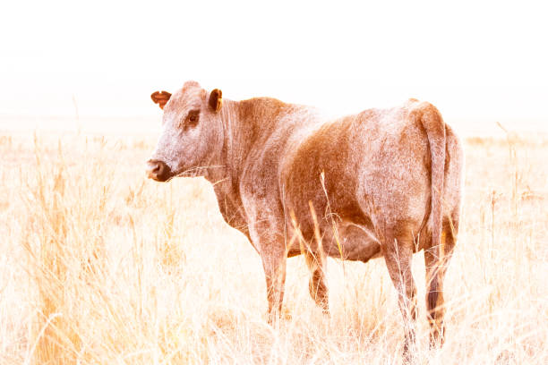 Nguni Cattle Images of Nguni cattle at sunset nguni cattle stock pictures, royalty-free photos & images