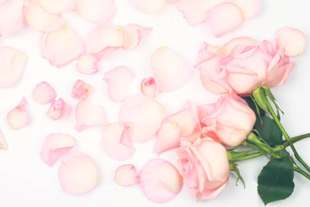 istock pink roses on a gentle light background 1175984282