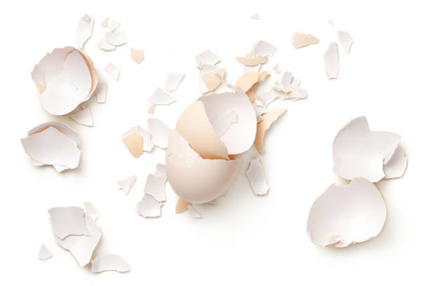 gusci d'uovo isolati su sfondo bianco - guscio duovo foto e immagini stock