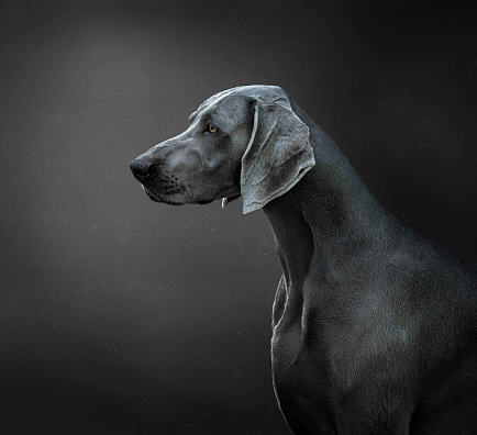 portrait of a weimaraner dog or braco de Weimar