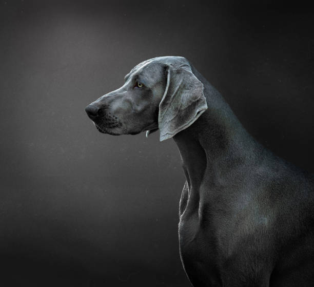 portrait of a weimaraner dog or braco de Weimar portrait of a weimaraner dog or braco de Weimar With grey background weimaraner dog animal domestic animals stock pictures, royalty-free photos & images