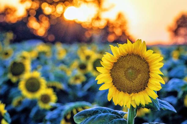 sunflowers - agriculture beauty in nature flower blossom imagens e fotografias de stock