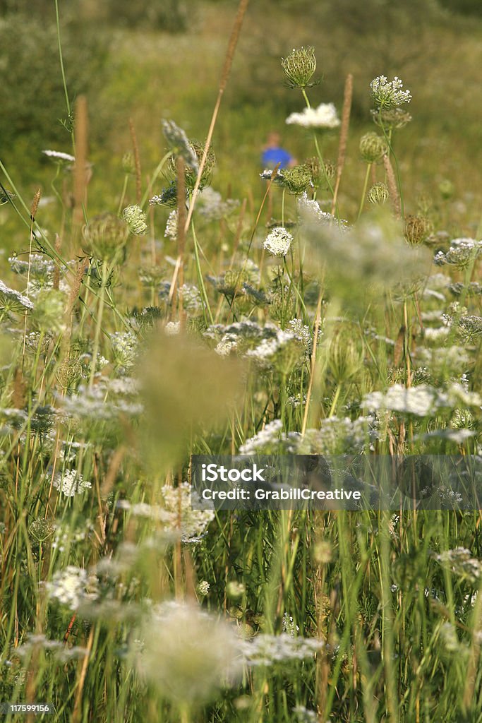 Child in the distance: Field of Meadow Wildflowers Michigan  Agricultural Field Stock Photo