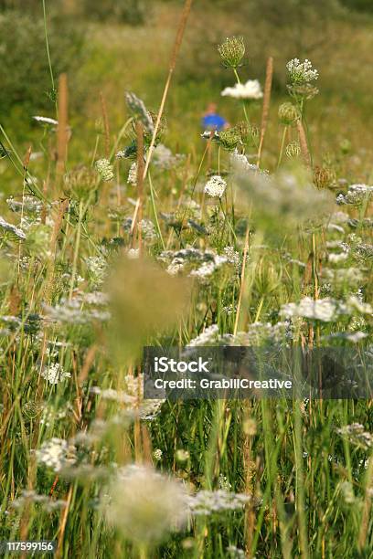 Child In The Distance Field Of Meadow Wildflowers Michigan Stock Photo - Download Image Now