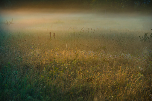 Golden Sunny Misty Morning on the Meadow in the Village. Summer season, landscape.