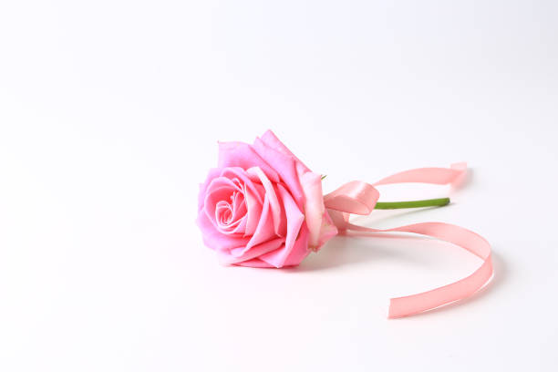 istock pink rose with pink ribbon isolated on white background. 1175994187
