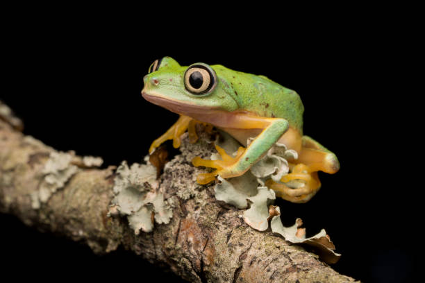 istock Lemur Leaf Frog on branch at night 1175996074