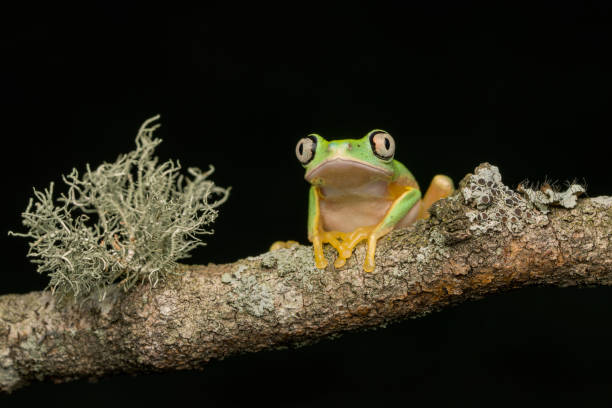 istock Lemur Leaf Frog on branch at night 1175996081