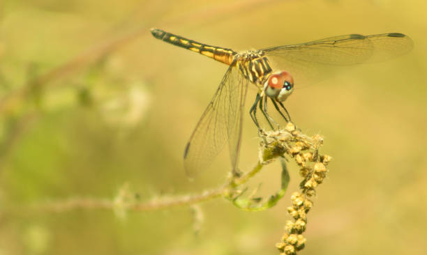 istock Black and yellow dragonfly closeup 1175998147