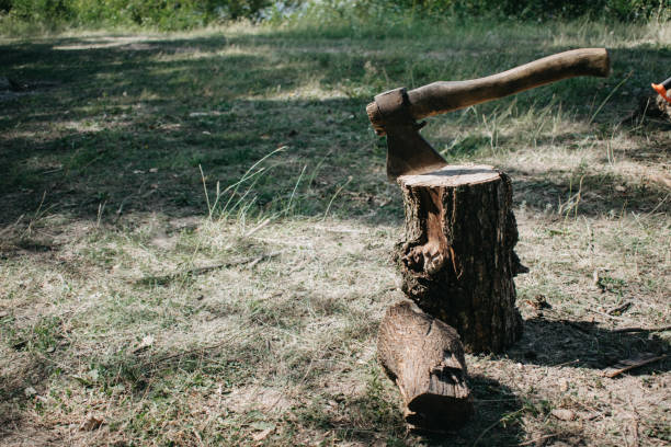istock The ax is stabbed with a blade into the stump. Axe for removing tree stumps roots. 1175999832