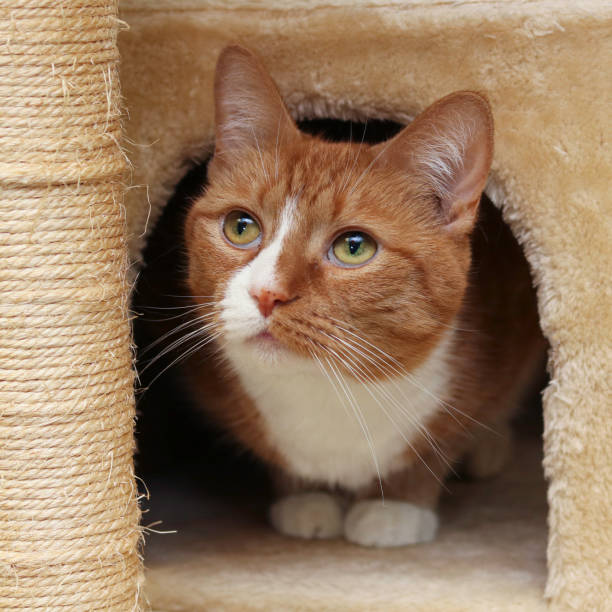 istock Portrait of a shelter cat 1175999842