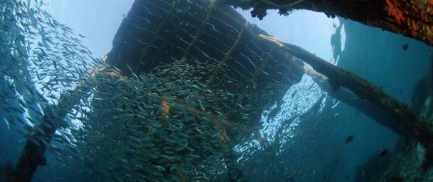 istock inside a giant sardines school of fish, bait ball 1176000209