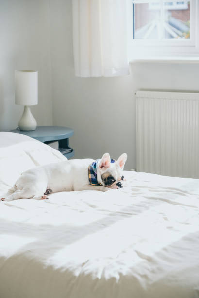 istock French Bulldog lying on a comfy double bed 1176001441