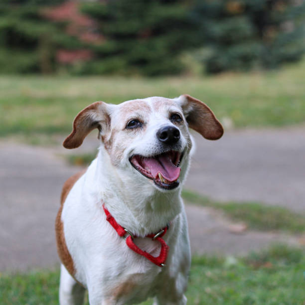 istock Dog at an animal shelter 1176006540