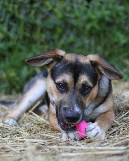 istock Dog at an animal shelter 1176006801