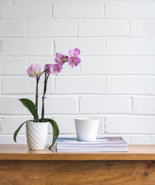 Purple orchid with cup and magazines on wooden table Closeup of purple moth orchid, white cup and magazines on oak table against painted brick wall (selective focus) potted orchid stock pictures, royalty-free photos & images