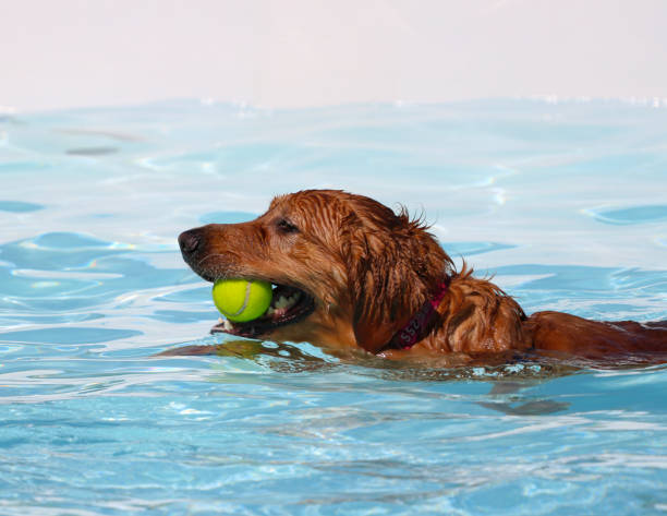istock Dog swimming in a pool 1176010737