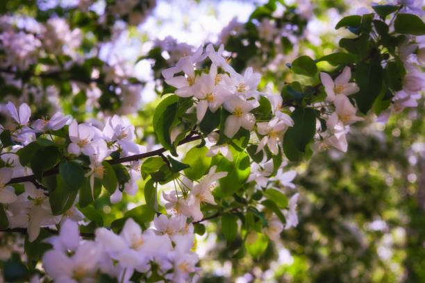istock Wild apple flowers. Apple tree flowers close-up background 1176013603