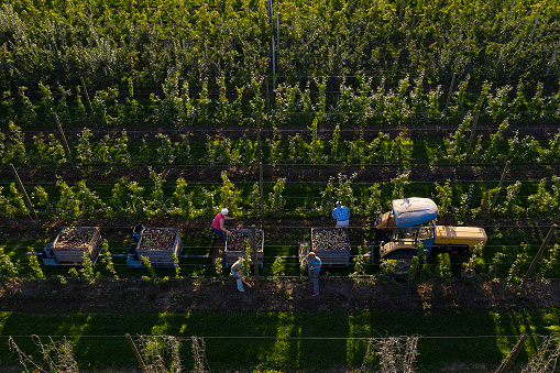 Aerial view of farmers harvesting apples in autumn. Tractor with trailers full of apples stands between rows of apple trees, Malopolska Province, Poland.