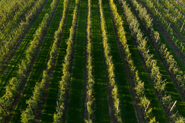 Aerial view of apple orchard with rows of apple trees in autumn, Malopolska Province, Poland.
