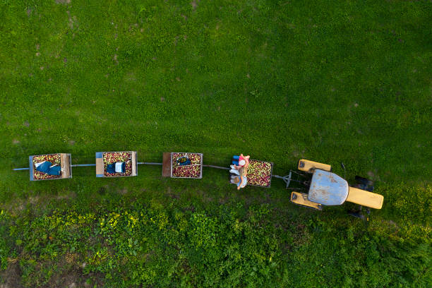 трактор с прицепами, полными яблок с�верху - apple orchard фотографии стоковые фото и изображения