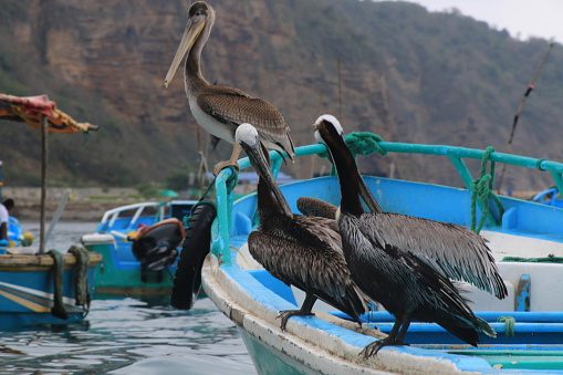 Group of Three pelicans, pelicanus occidentalus, sitting o a bright blue boat in the ocean