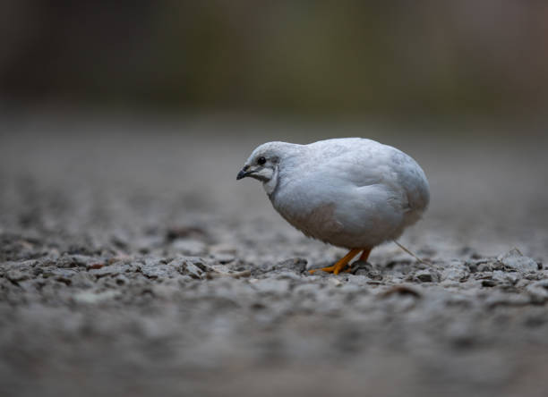 istock Chinese quail an unusual bird 1176016761