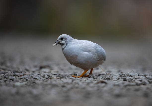 istock Chinese quail an unusual bird 1176016783