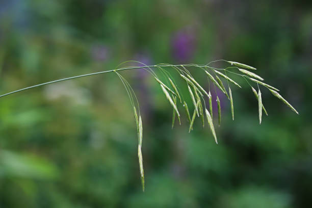 istock summer background, blade of grass close-up 1176016937