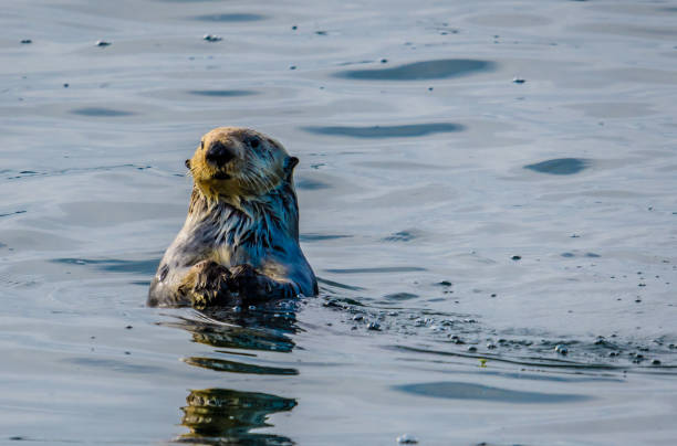 istock Sea Otter poking his head through the cold Alaska waters 1176018136