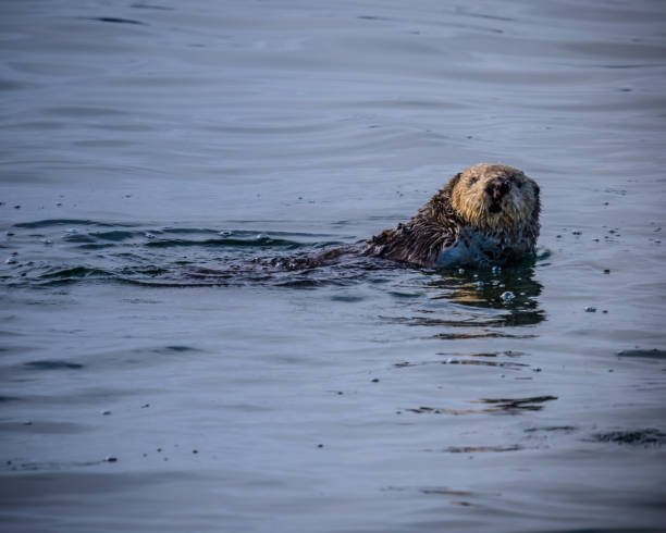 istock Sea Otter poking his head through the cold Alaska waters 1176018143