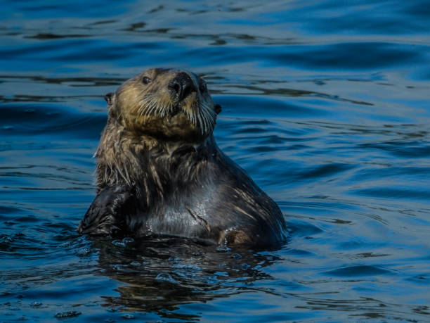 istock Sea Otter lifting his head through the cold Alaska waters 1176018165