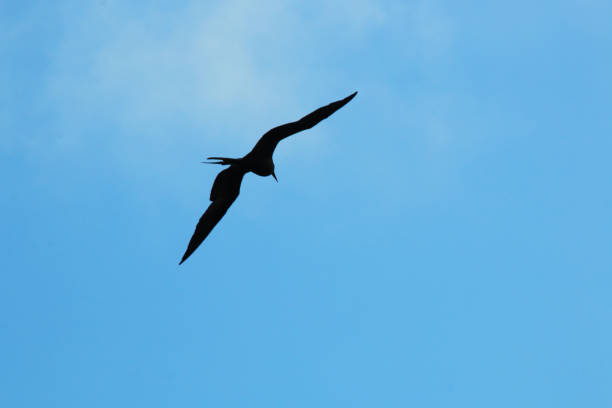 eine silhoutte eines herrlichen fregattenvogel, fregata magnificens, fliegen gegen einen blauen himmel - feather magnificent frigate great frigate frigate stock-fotos und bilder