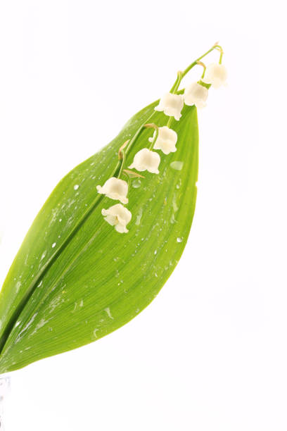 istock lilies of the valley isolated on white background 1176020534