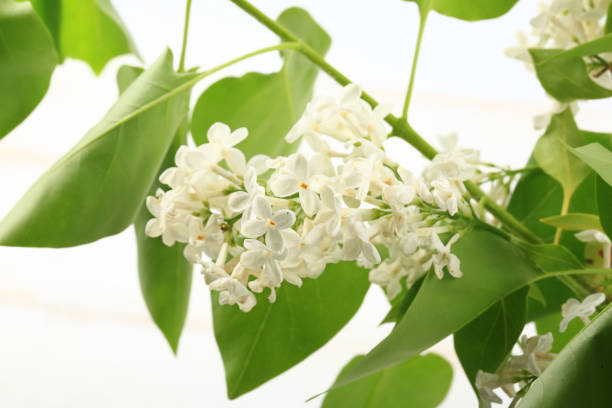 istock bouquet of white lilac on a white background 1176021411