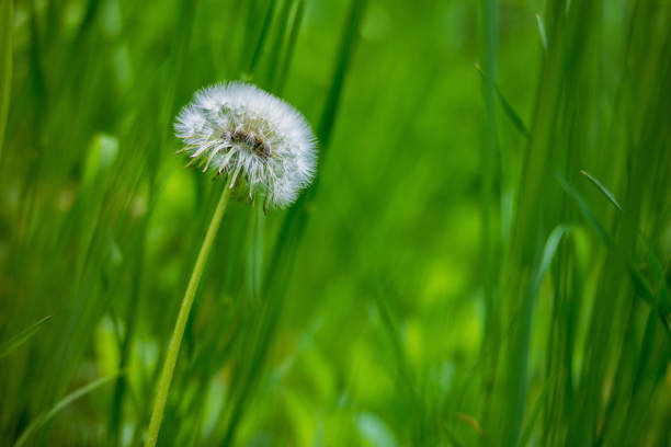 Dandelion blowball on green grass stock photo