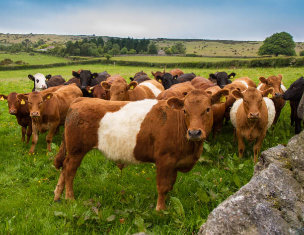 istock Springtime Cows in the English Countryside 1176022132