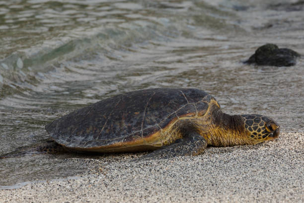 istock Endangered Hawaiian Sea turtle coming ashore to nest 1176023237