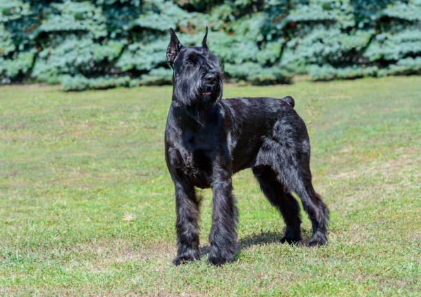 istock Giant Schnauzer looks aside. 1176024786