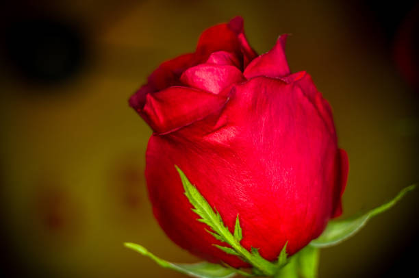 istock Beautiful Red Rose flower. Nature. close up, selective focus 1176024892