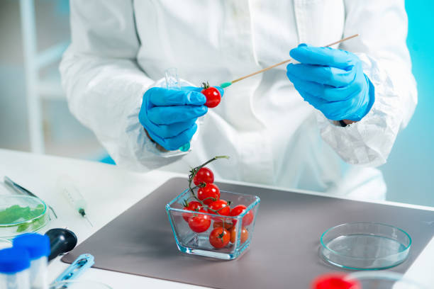 biólogo analisando tomate cereja para pesticidas - transgenic cotton - fotografias e filmes do acervo