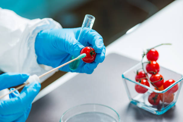 biólogo analisando tomate cereja para pesticidas - transgenic cotton - fotografias e filmes do acervo