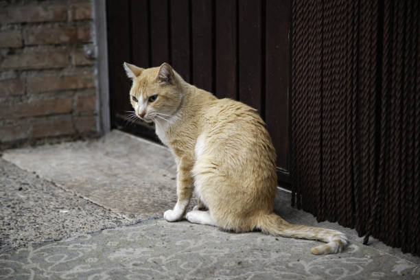 istock Cats abandoned street 1176026461