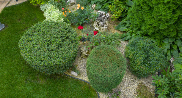 istock Green juniper bush trimmed in cylinder shape, use in landscaping 1176026604
