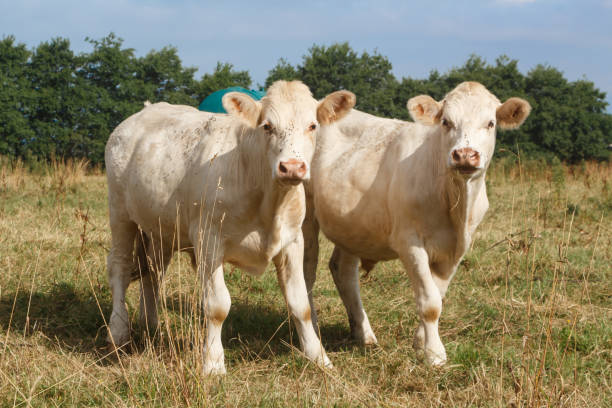 istock Charolaise cows in a field in Brittany 1176026623