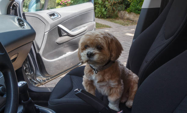 istock Lhasa Apso dog in a car 1176027383
